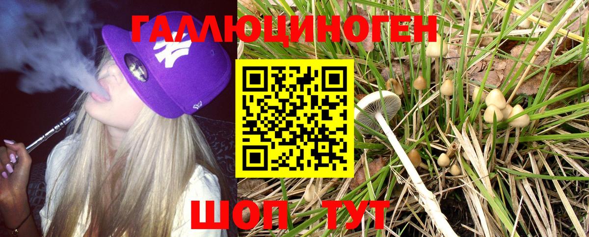 Псилоцибиновые грибы Cubensis Гусиноозёрск